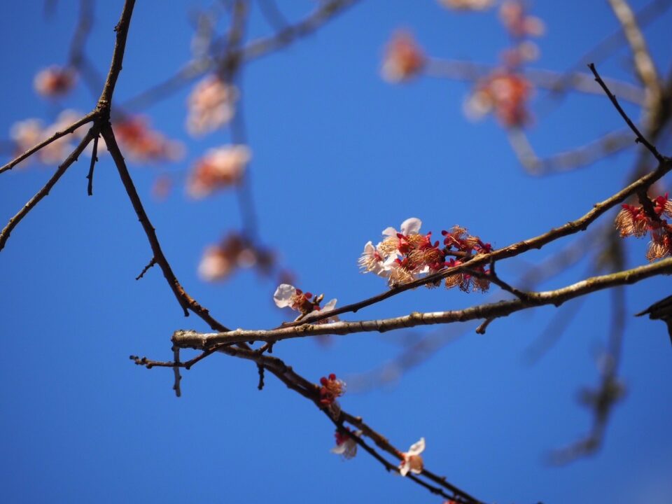 桜