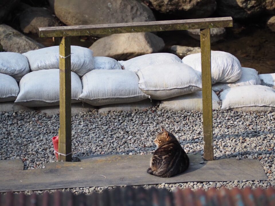 ねこ