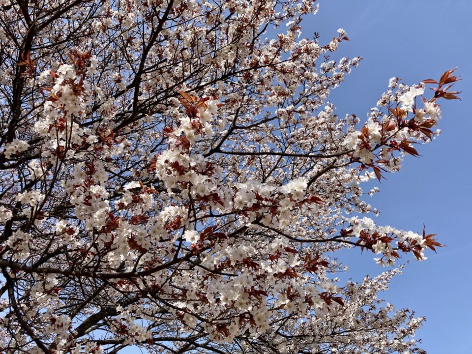 棒ノ折山の桜