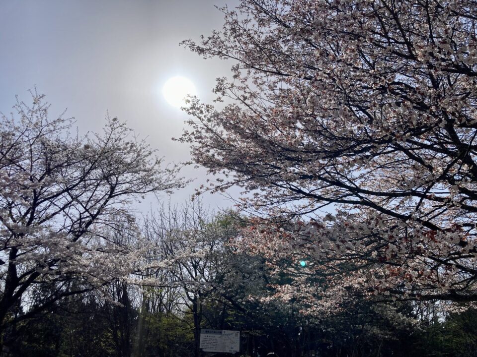 棒ノ折山の桜