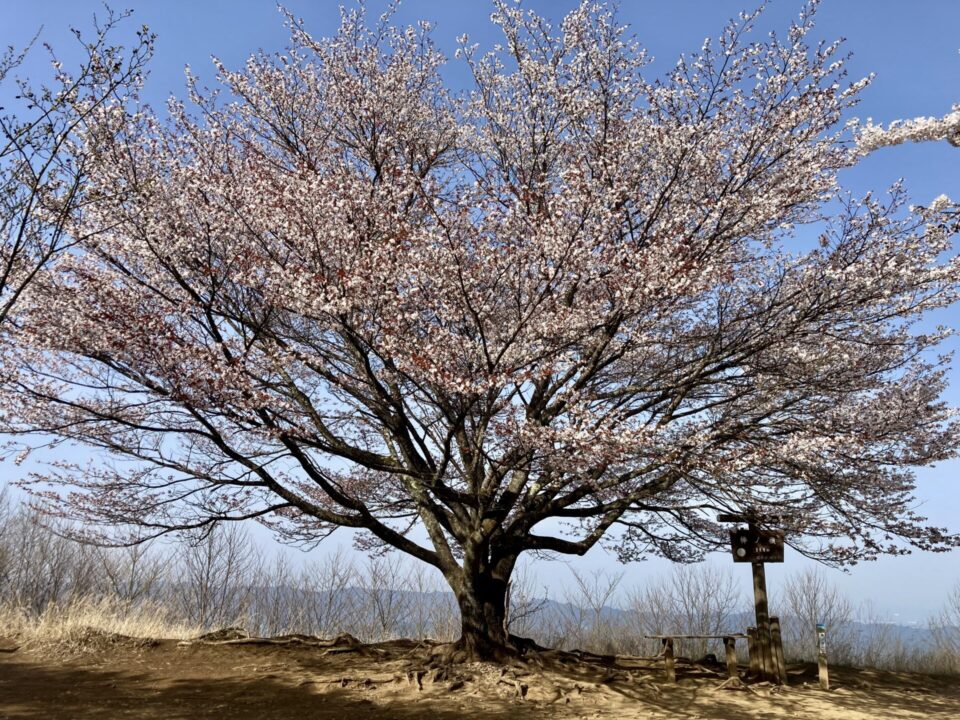 棒ノ折山山頂