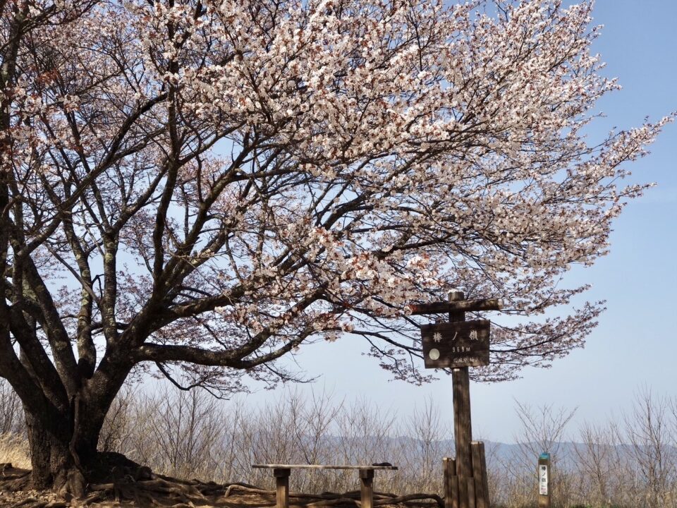 棒ノ折山山頂