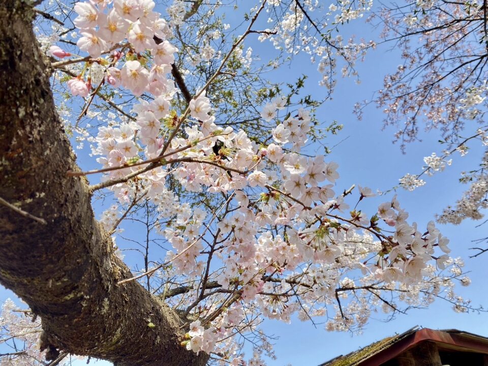 棒ノ折山の桜